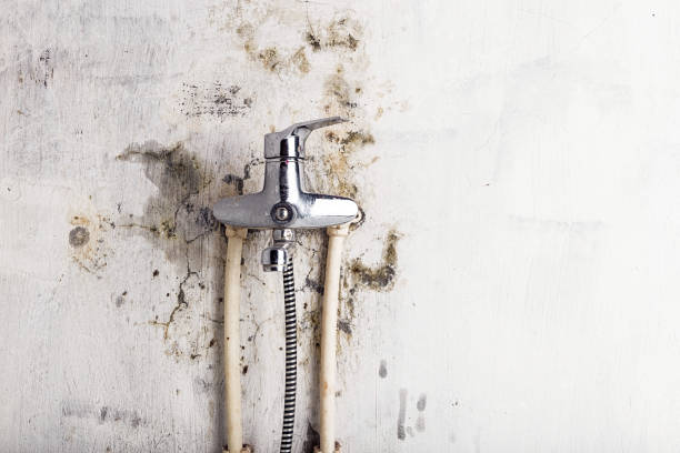 Best Mold Damage Repair  in Clarkton, MO
